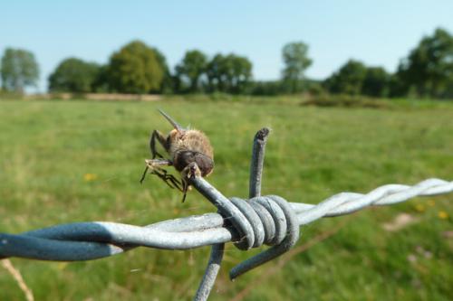Eristalis tenax