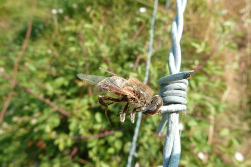 Eristalis tenax