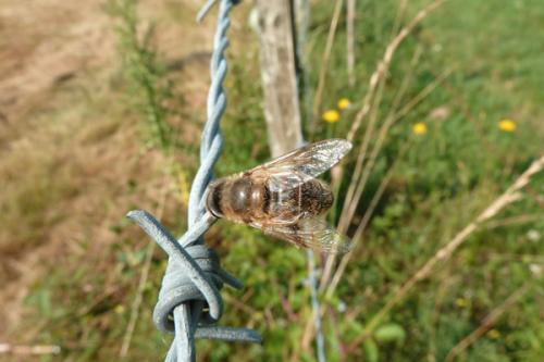 Eristalis tenax