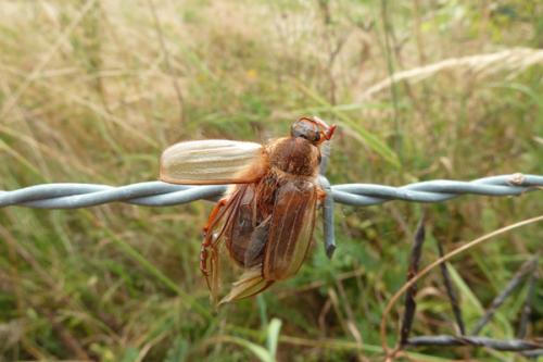 Amphimallon solstitiale