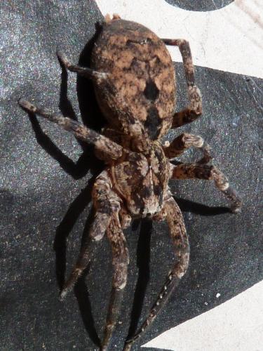 Zoropsis spinimana