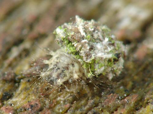 Réf. 105 058 : Pseudomallada sp.