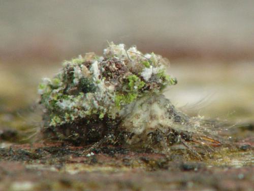 Réf. 105 057 : Pseudomallada sp.