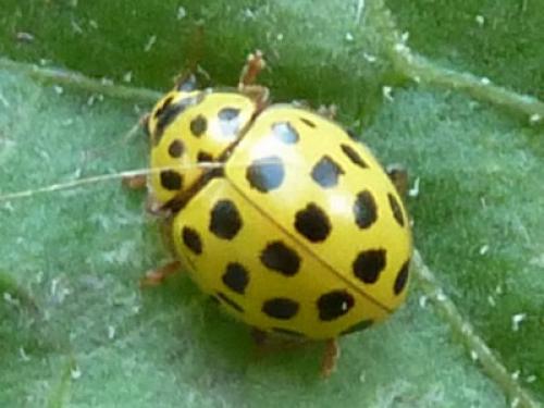 Psyllobora vigintiduopunctata