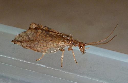 Micromus angulatus