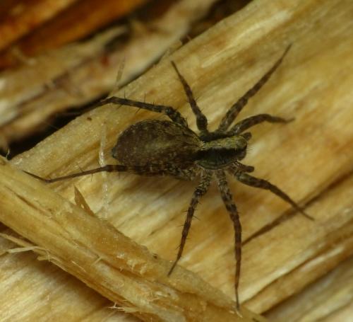 Pardosa sp.