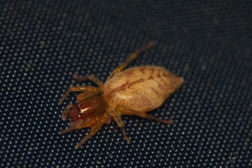 Réf. 105 313 : Clubiona comta