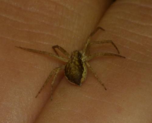 Philodromus dispar