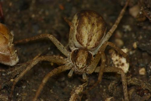 Philodromus dispar