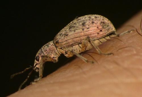 Réf. 105 839 : Polydrusus cervinus