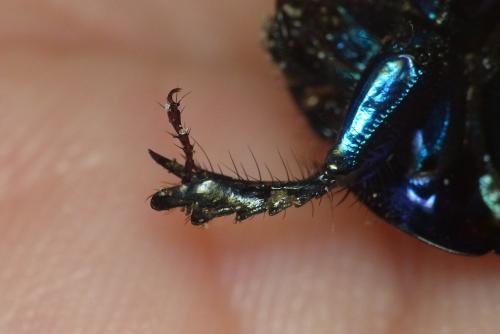 Anoplotrupes stercorosus