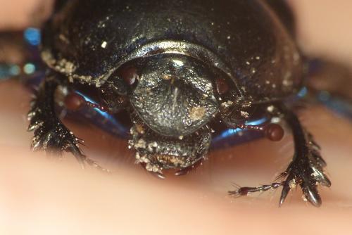 Anoplotrupes stercorosus