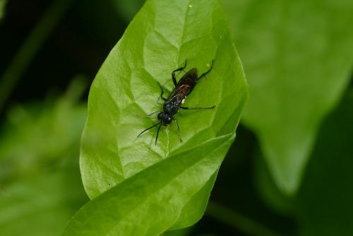 Réf. 105 075 : Macrophya blanda