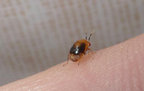 Geocoris erythrocephalus