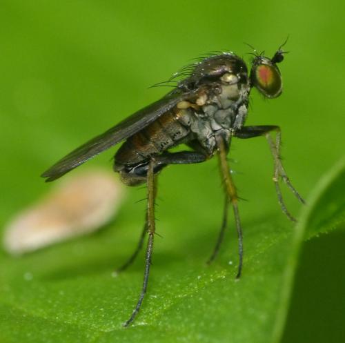 Dolichopus sp.