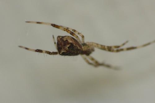 Episinus maculipes