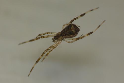 Réf. 105 826 : Episinus maculipes