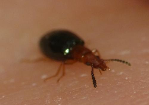 Vincenzellus ruficollis