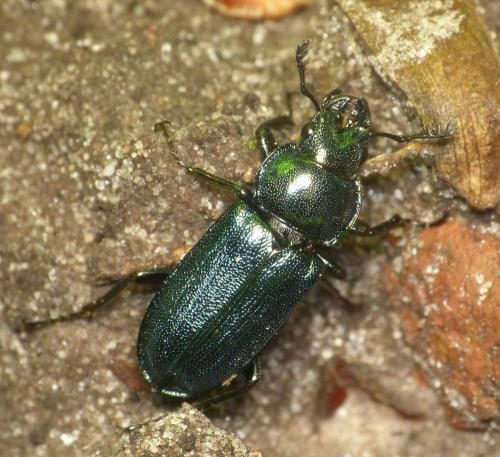 Platycerus caraboides