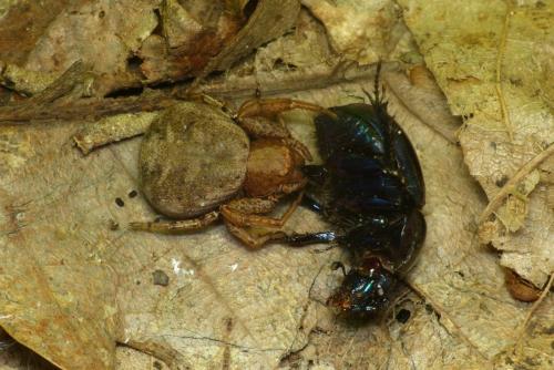 Xysticus sp.