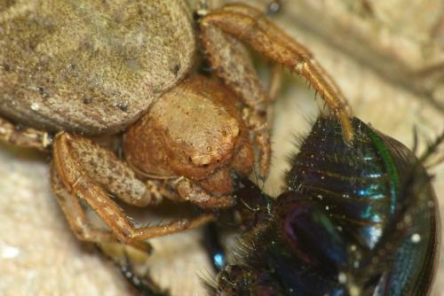 Xysticus sp.