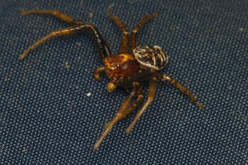 Xysticus sp.