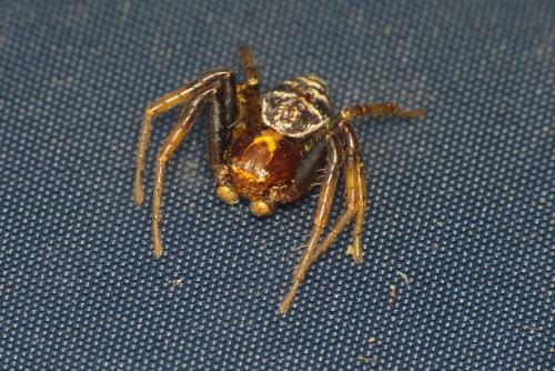 Xysticus sp.