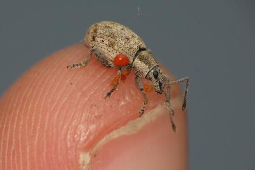 Réf. 105 841 : Peritelus sphaeroides