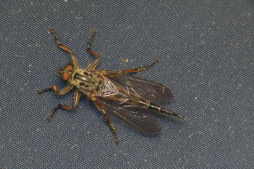 Neoitamus sp.