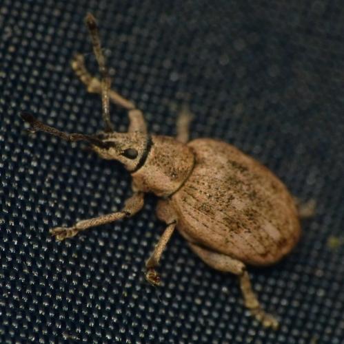Peritelus sphaeroides