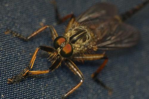 Neoitamus sp.