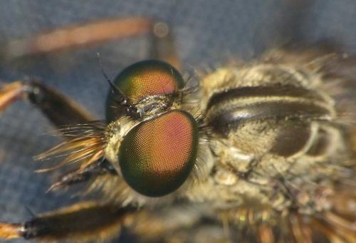 Neoitamus sp.