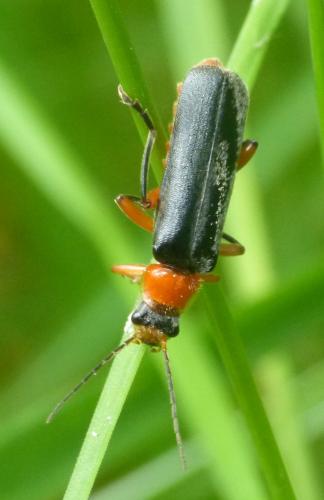 Réf. 105 952 : Cantharis pellucida