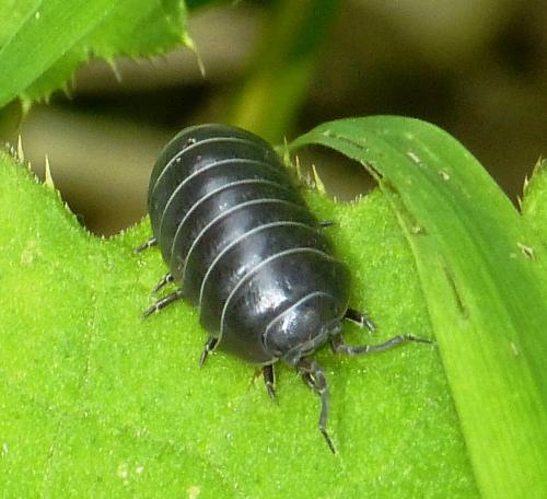 Armadillidium vulgare