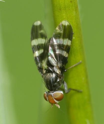 Herina frondescentiae