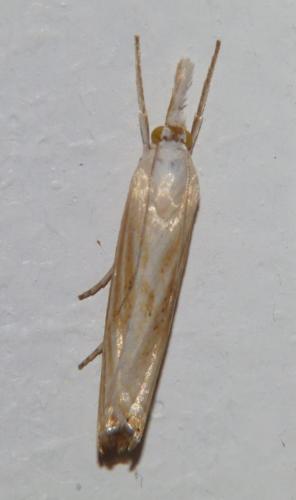 Xanthocrambus delicatellus