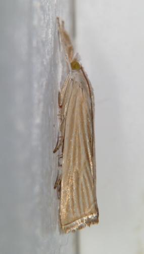 Xanthocrambus delicatellus