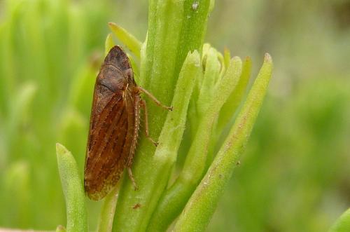 Aphrodes sp.