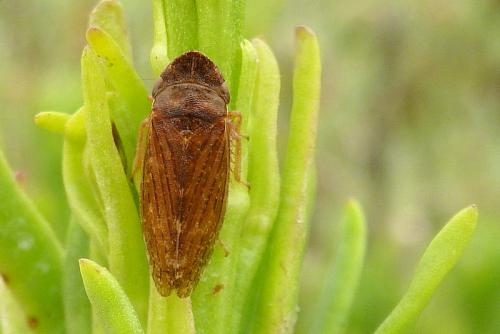 Aphrodes sp.