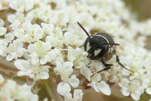 Hylaeus variegatus