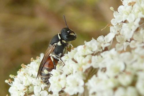 Hylaeus variegatus