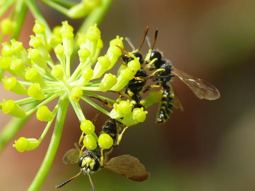 Cerceris quadricincta