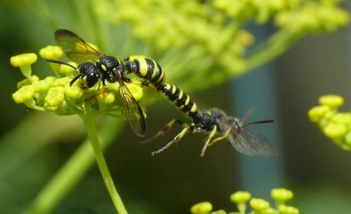 Cerceris quadricincta