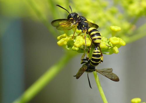 Cerceris quadricincta