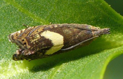 Dichrorampha petiverella