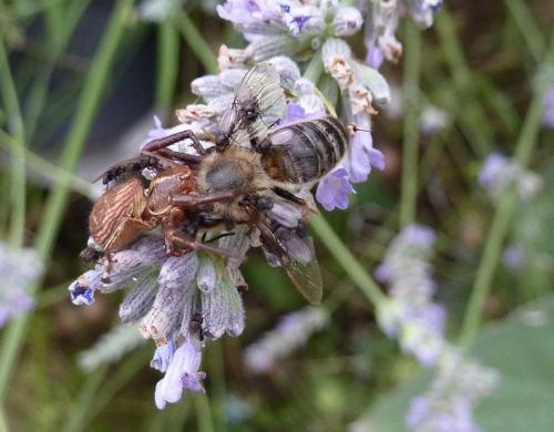 Desmometopa sp.