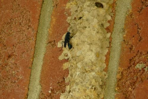 Chalybion californicum