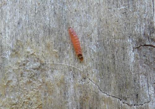 Trichodes apiarius