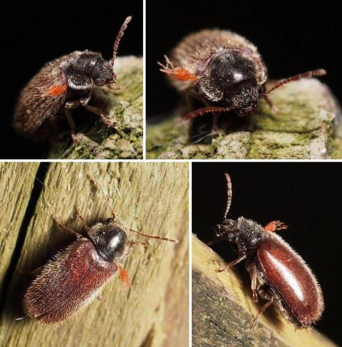 Réf. 105 091 : Hyperisus plumbeum