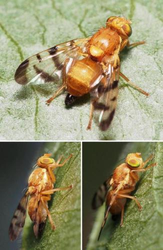 Rhagoletis meigenii